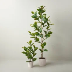 73" Faux Rubber Leaf Tree - Hearth & Hand™ With Magnolia 5 73" Faux Rubber Leaf Tree - Hearth & Hand™ With Magnolia -Hearth & Hand With Magnolia GUEST 6c20b565 db18 4aa0 adaa 8ad03c3a5063